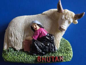 Fridge Magnet Yak Milking